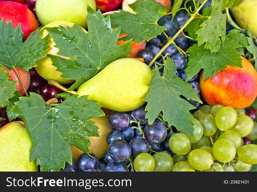 Fresh Organic Fruits