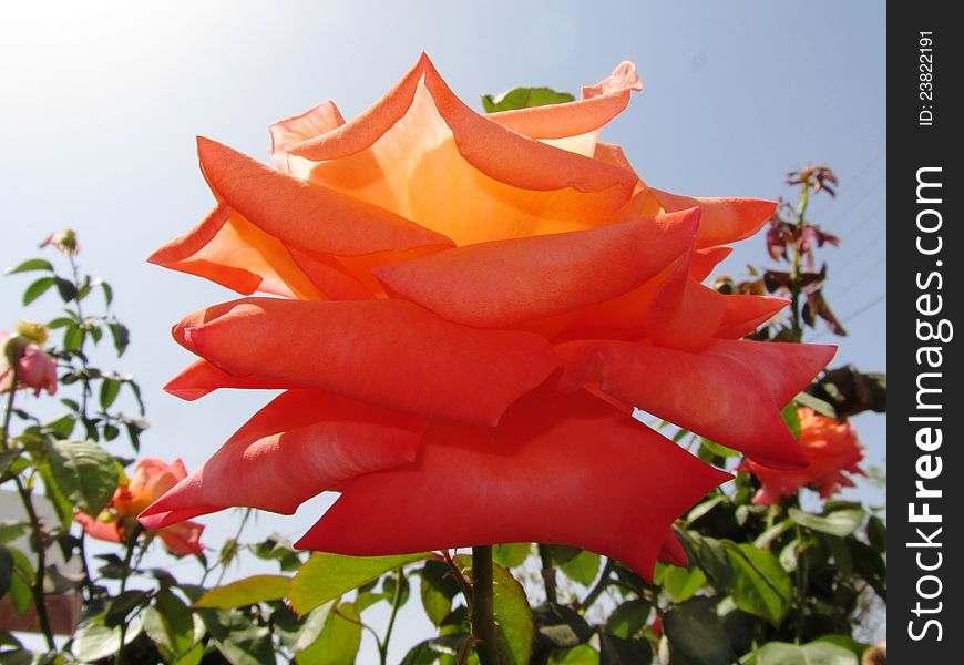 Full bloom breathtaking pink rose