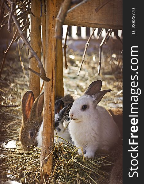 Rabbits eating hay on farm. Rabbits eating hay on farm