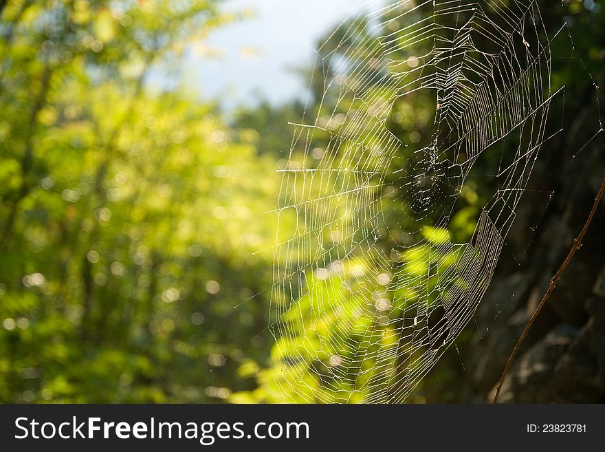 Spiderweb in the forest on blurred background. Spiderweb in the forest on blurred background