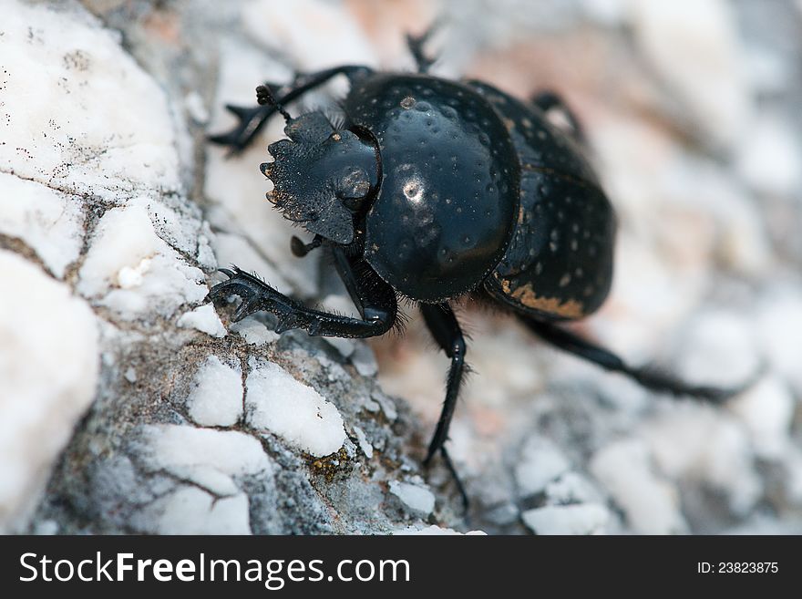 Coprophagous beetle crawls over rocks