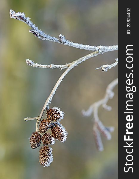 Branch of alder cones with frost