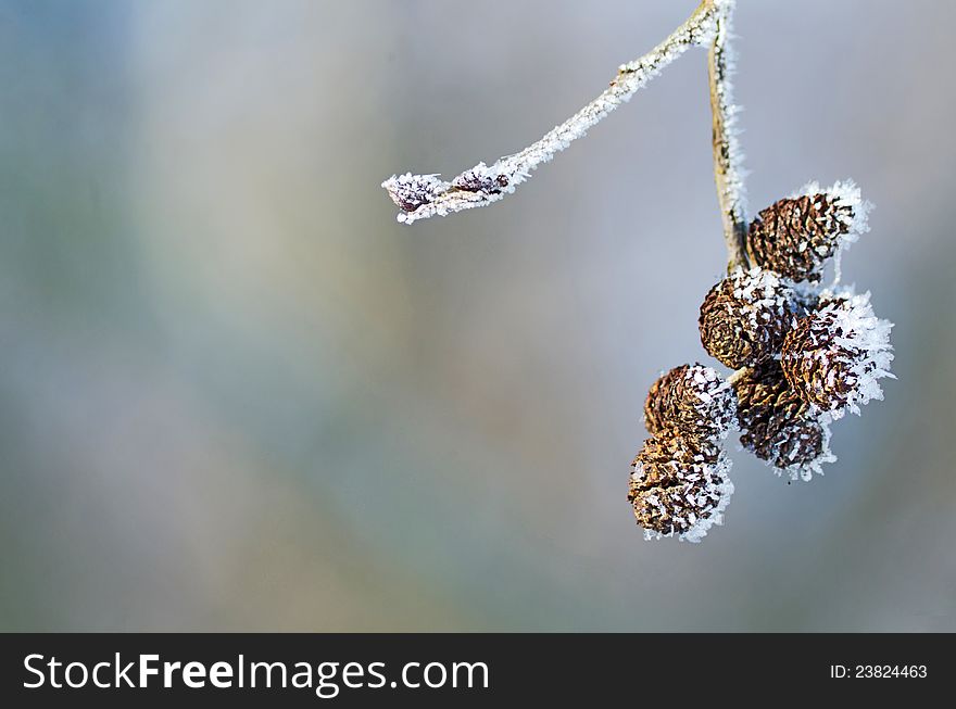 Branch of alder cones with frost