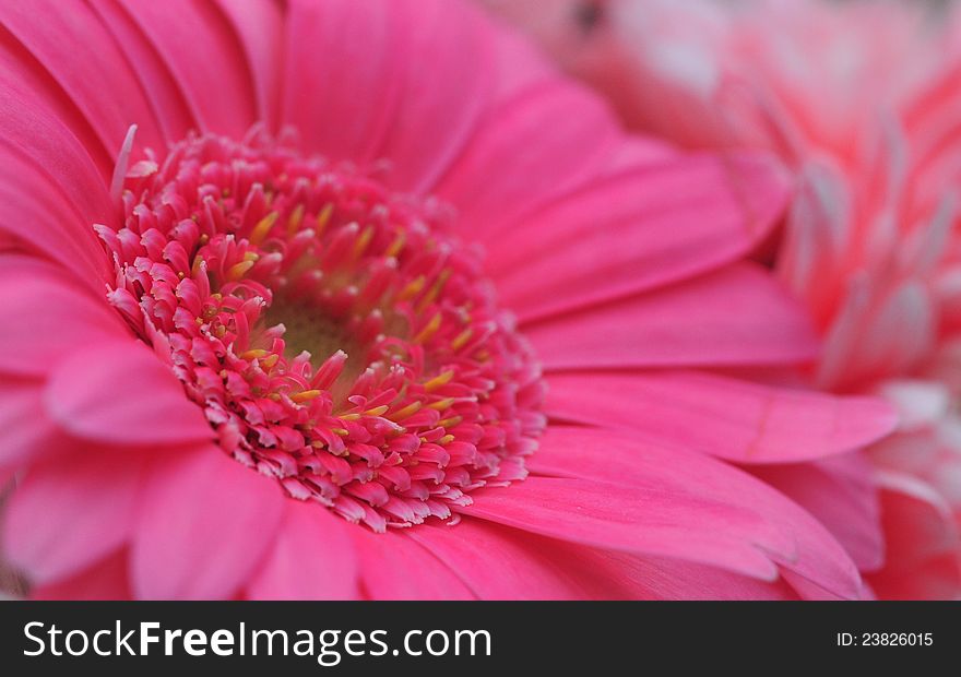 Close up shot of a pretty pink gerbera flower