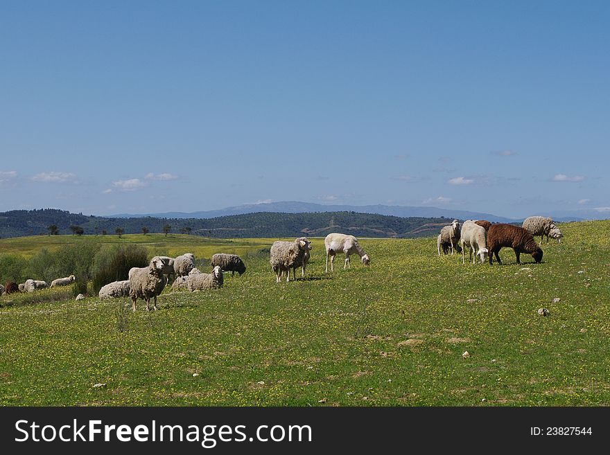 A grazing flock of sheep