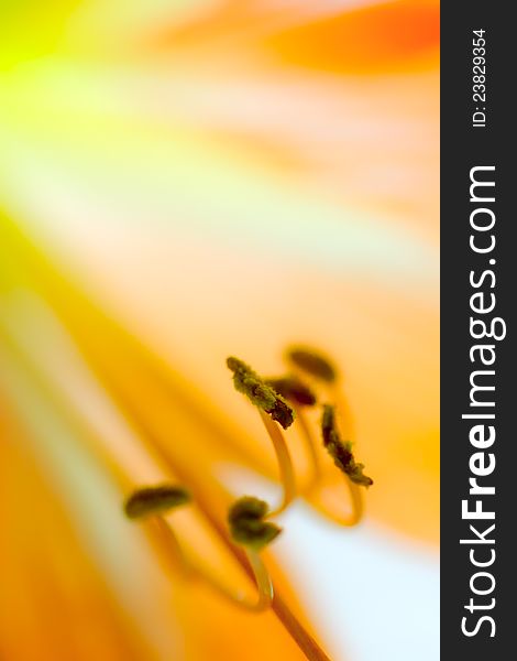 Abstract close-up photo of orange flower. Abstract close-up photo of orange flower