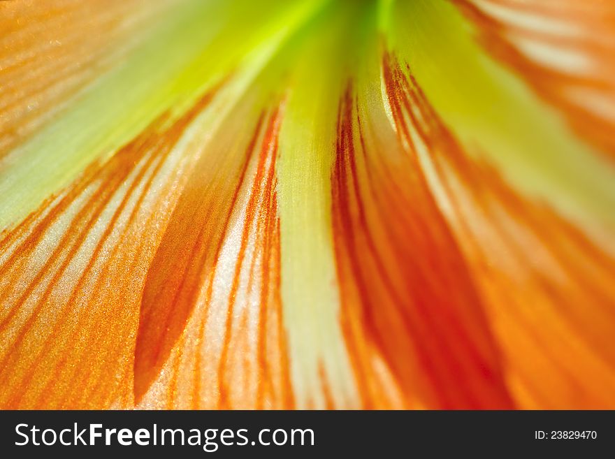 Beautiful bright orange petals close-up shot