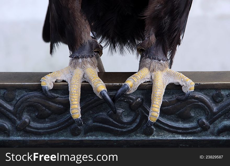 Eagle claws of ornate iron railing.