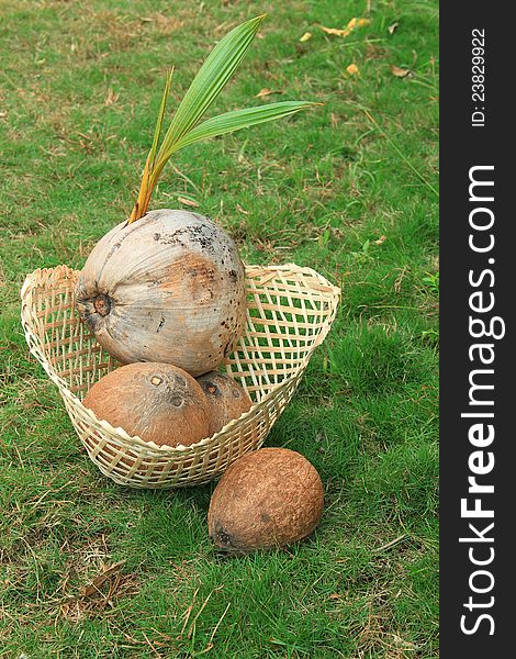 Sprouted  Coconut In Bamboo Basket