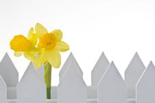Spring Daffodil Behind The Fence Over White Royalty Free Stock Photos Spring Daffodil Behind The Fence Over White Royalty Free Stock Photos