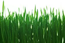 Water Drops On The Green Grass Royalty Free Stock Images Water Drops On The Green Grass Royalty Free Stock Images