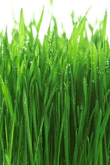 Water Drops On The Green Grass Stock Photos