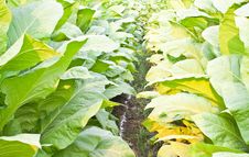 Tobacco Plants Royalty Free Stock Images Tobacco Plants Royalty Free Stock Images