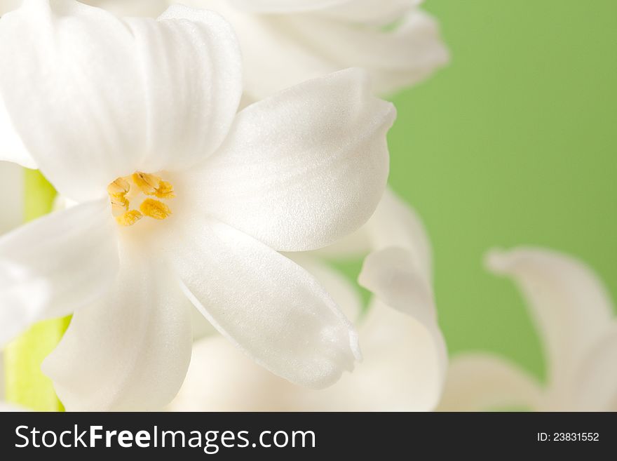 Closeup of a beautiful white hyacinth flower from a flowering spring bulb