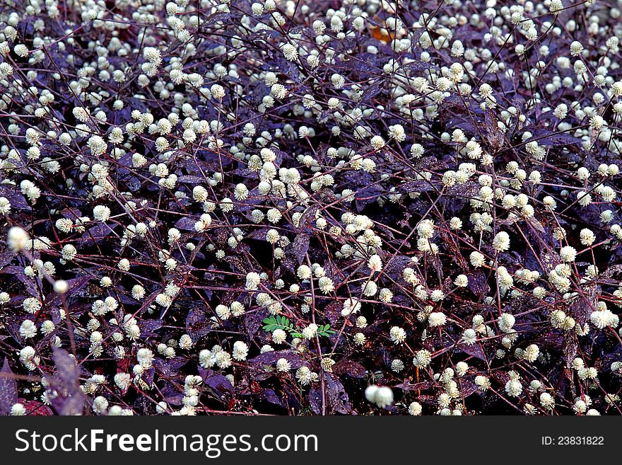 Globe white amaranth flower in the Park Naiton country of Thialand