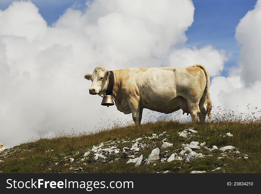 Cow grazing at free range farm in the Austrian Alps mountains. Cow grazing at free range farm in the Austrian Alps mountains