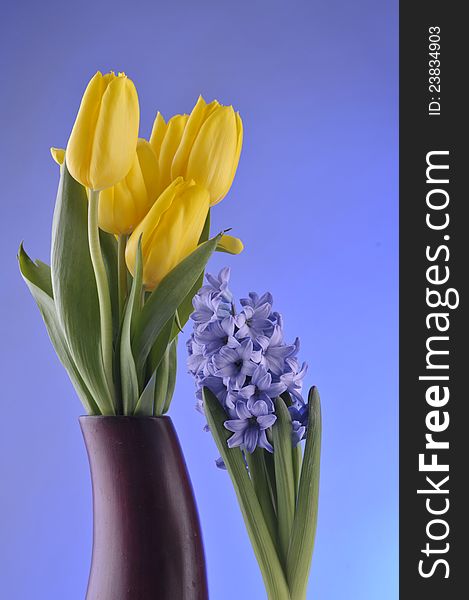 Spring tulips,  hiacinth over blue background. Spring tulips,  hiacinth over blue background