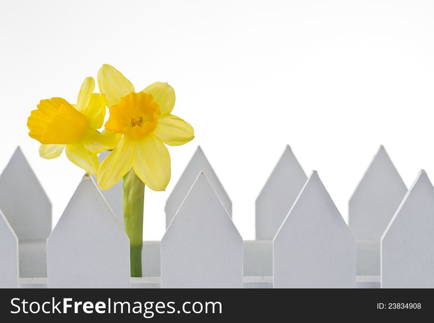 Spring daffodil behind the fence over white background. Spring daffodil behind the fence over white background