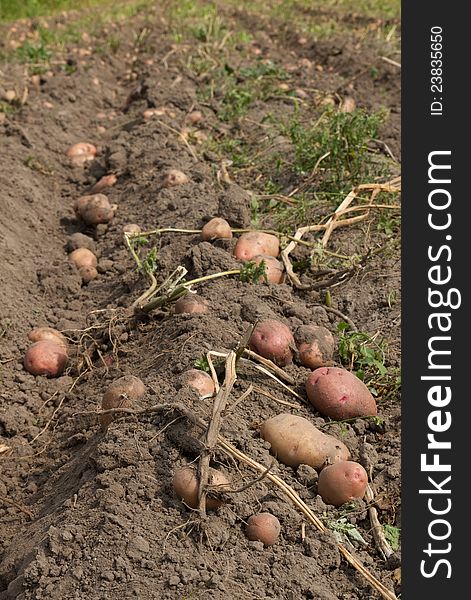 Potatoes harvesting in a field .