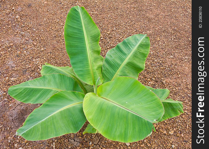 On top of a small banana tree near the ground. On top of a small banana tree near the ground.