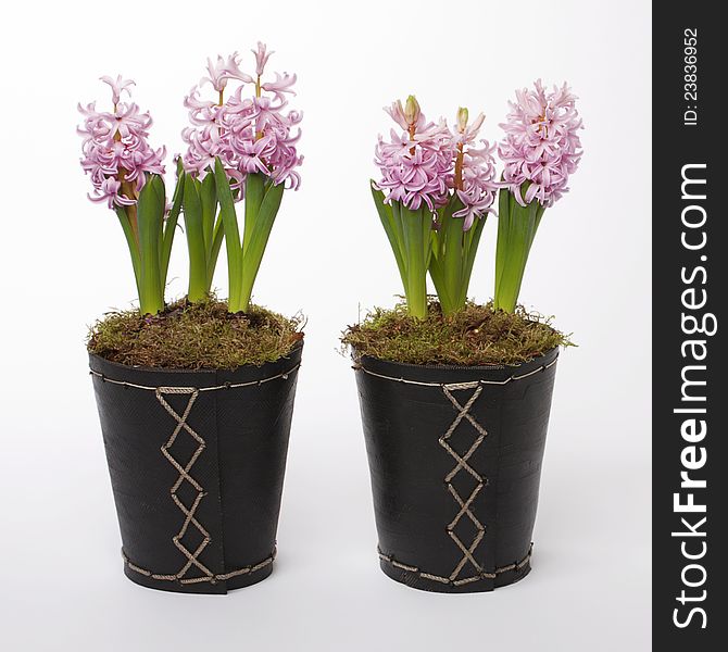 Two black rubber flowerpots with pink hyacinths over a white background. Two black rubber flowerpots with pink hyacinths over a white background