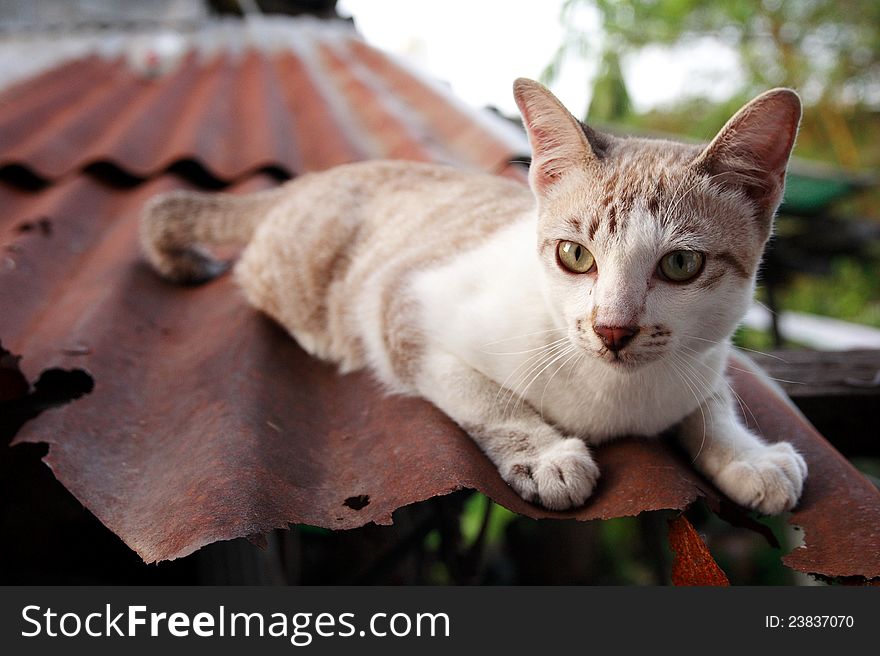 Baby cats on the roof