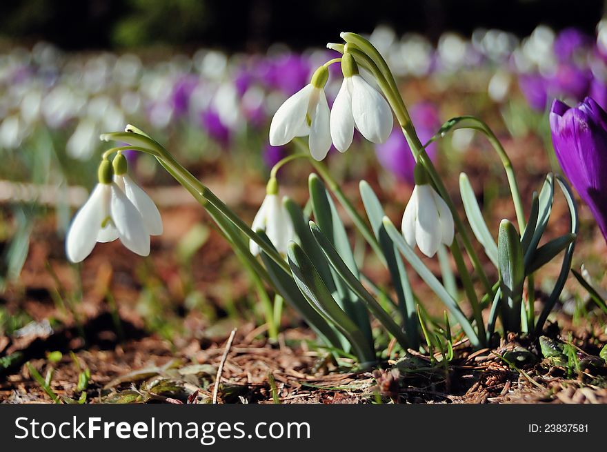 Many blossoming snowdrops and crocuses. Early spring. Many blossoming snowdrops and crocuses. Early spring