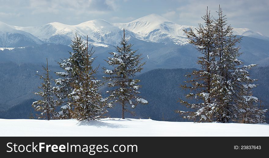 Winter landscape with fur-trees and fresh snow. Ukraine, Carpathians