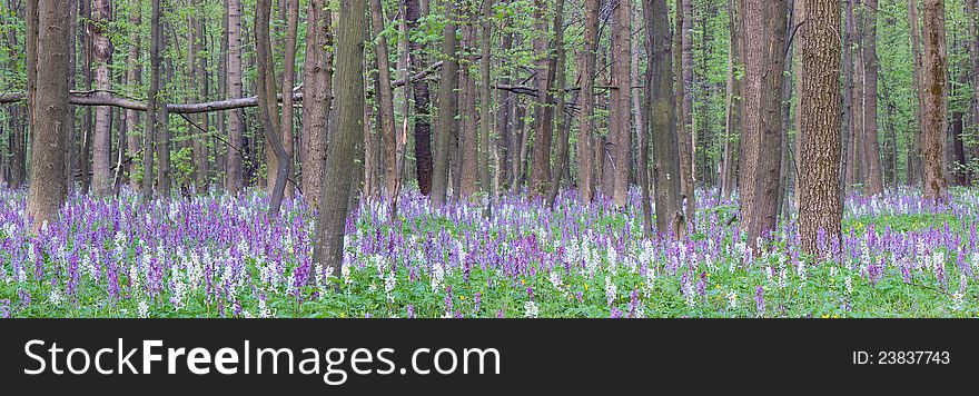 The first spring flowers in wood