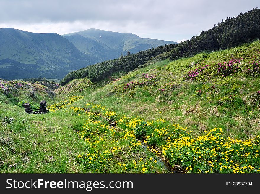 Spring landscape with the cloudy sky and Flower