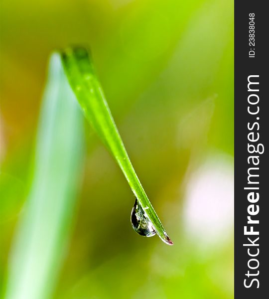 Grass Raindrops