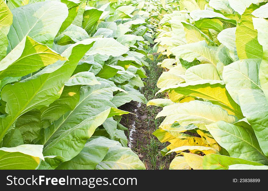 Two rows close up of field of tobacco plant. Two rows close up of field of tobacco plant