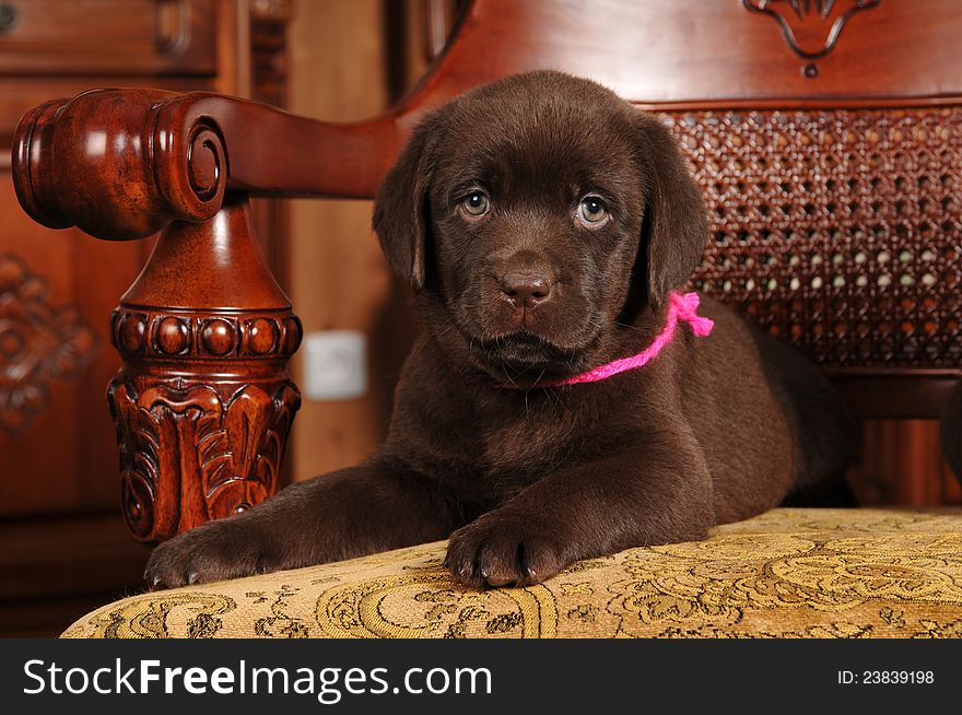 Two month old labrador puppy lying on classic chair and looking at camera. Two month old labrador puppy lying on classic chair and looking at camera