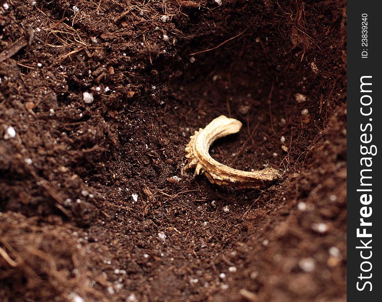 Seed of calendula on soil. Seed of calendula on soil