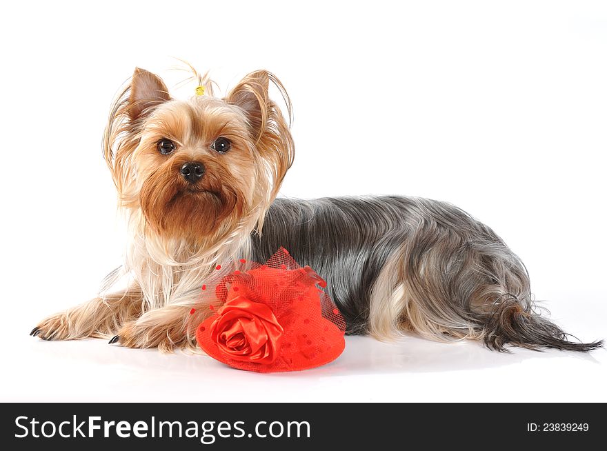 Cute yorkshire terrier with red hat