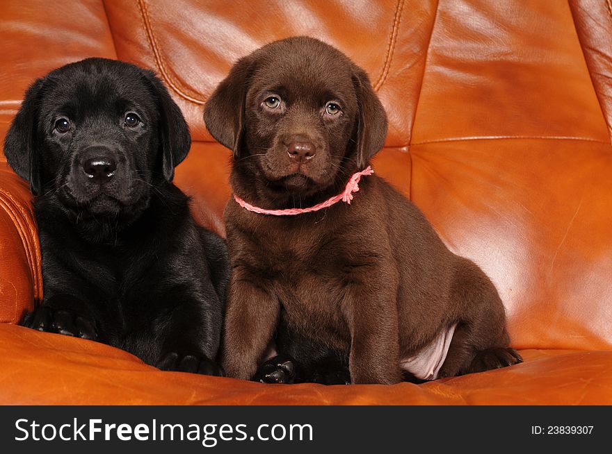 Two Labrador Puppies On The Sofa