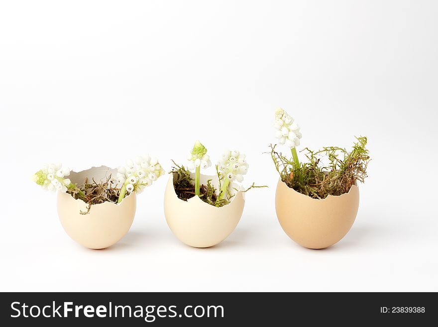 Broken Eggs Filled With Grape Hyacinths On White Background