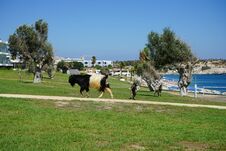 Wild Goats Descended From The Mountains To The Resort Area. Kolimpia, Rhodes, Greece Stock Image