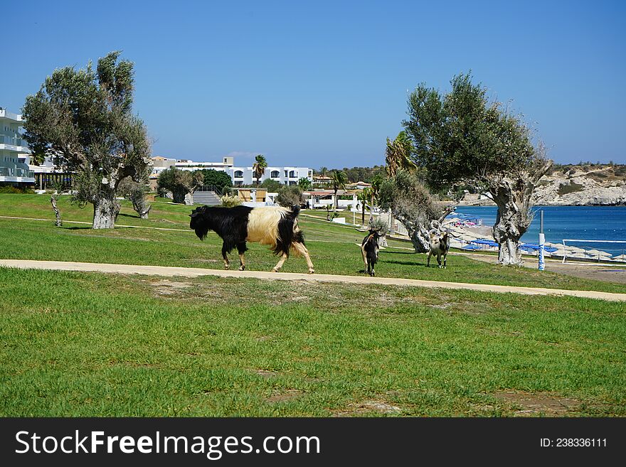Wild goats descended from the mountains to the resort area. Kolimpia, Rhodes, Greece