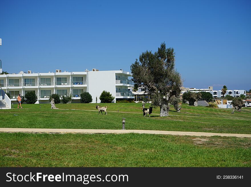 Wild Goats Descended From The Mountains To The Resort Area. Kolimpia, Rhodes, Greece