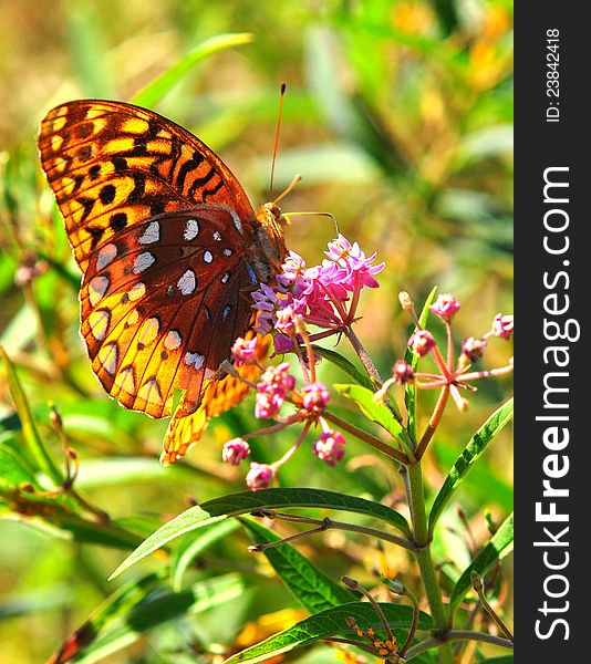 A butterfly feeding on flower nectar on a sunny day