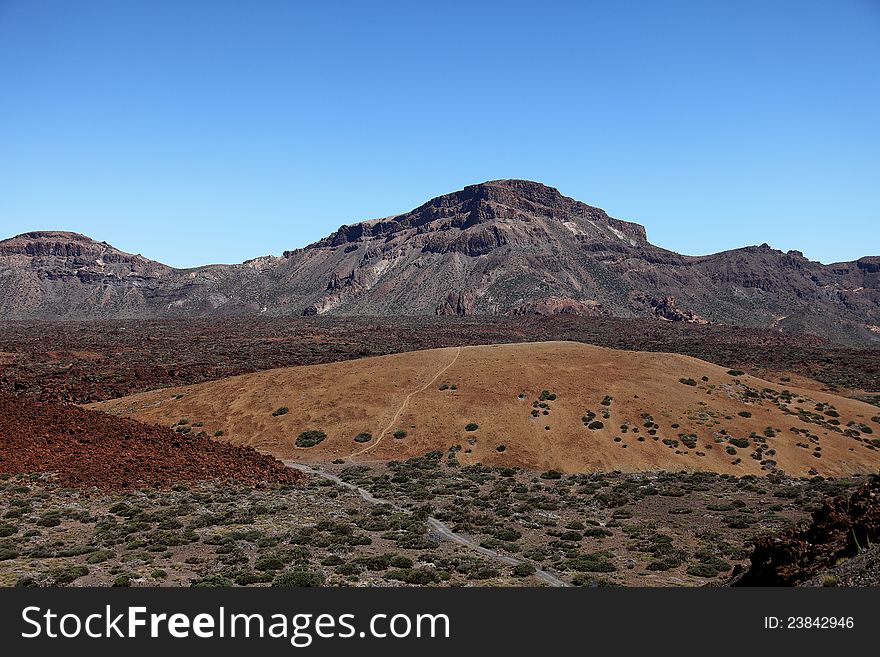 Drought tolerant plants on the lava fields of the Spanish island of Tenerife. Drought tolerant plants on the lava fields of the Spanish island of Tenerife