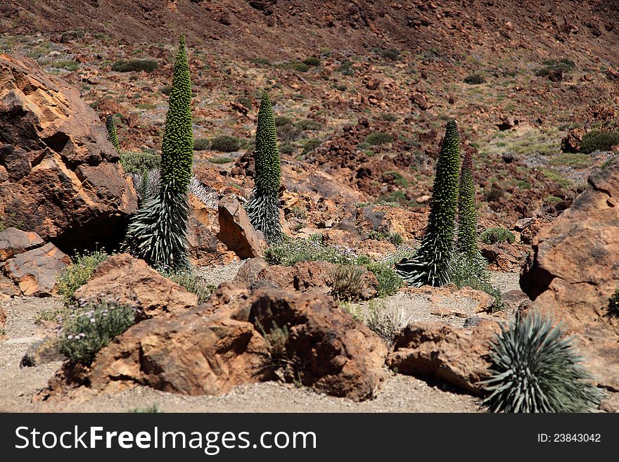 The overblown Echium Wildpretii of the island of Tenerife, Spain. The overblown Echium Wildpretii of the island of Tenerife, Spain