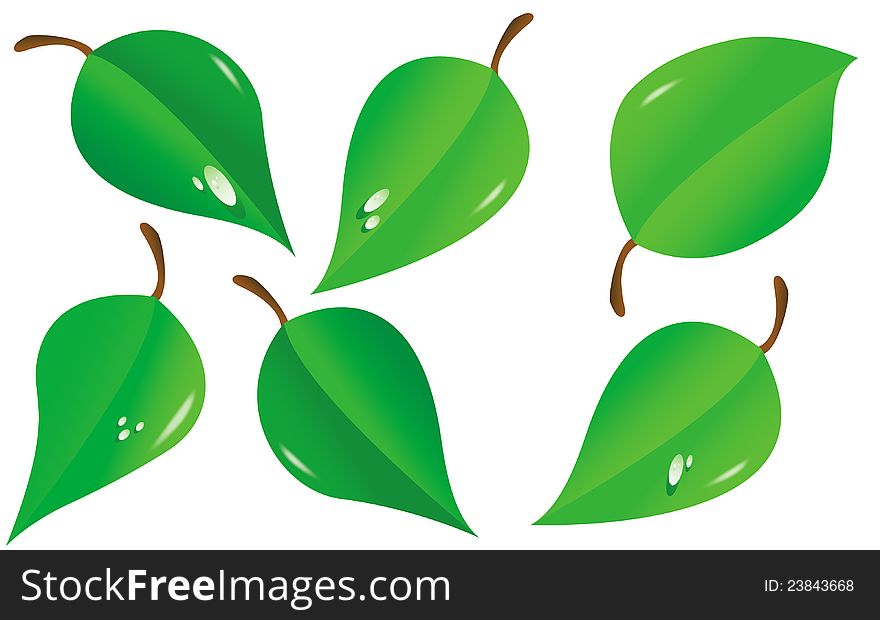 Vector illustration of green leave on white background.