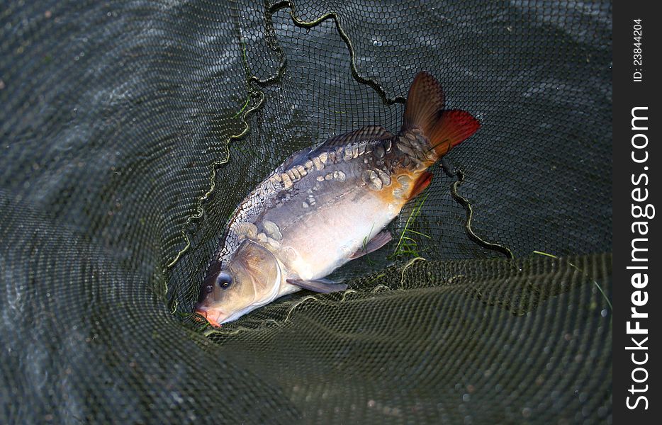 Fish In Landing-net