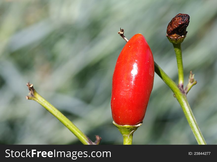 Mature Malagueta pepper (Capsicum frutescens)