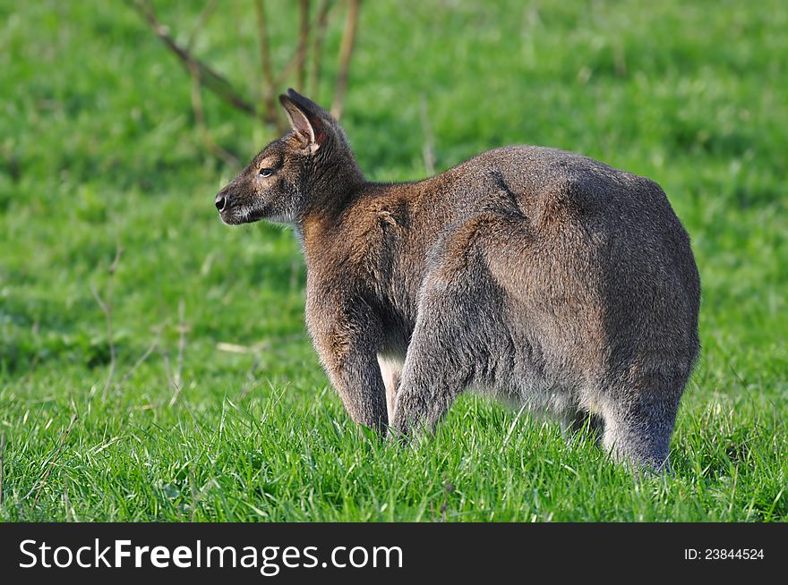 The kangaroo in a zoo walks in the summer on a grass. The kangaroo in a zoo walks in the summer on a grass