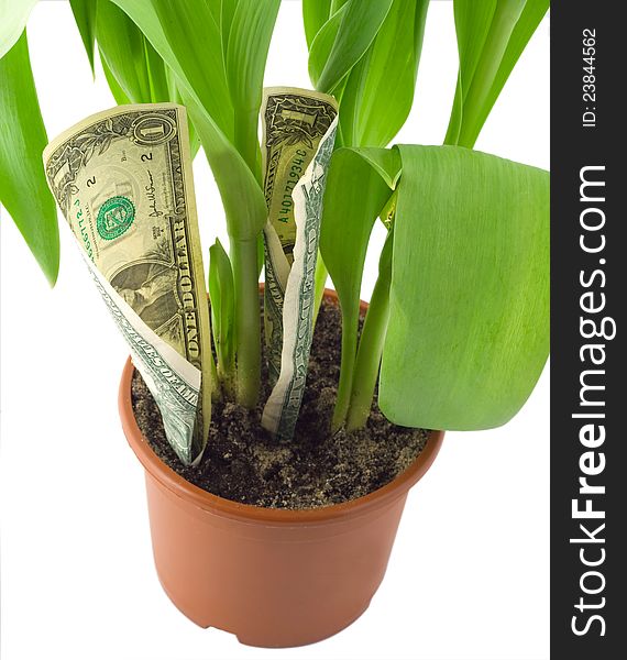 Money banknotes growing in flowerpot isolated on white background. Money banknotes growing in flowerpot isolated on white background.