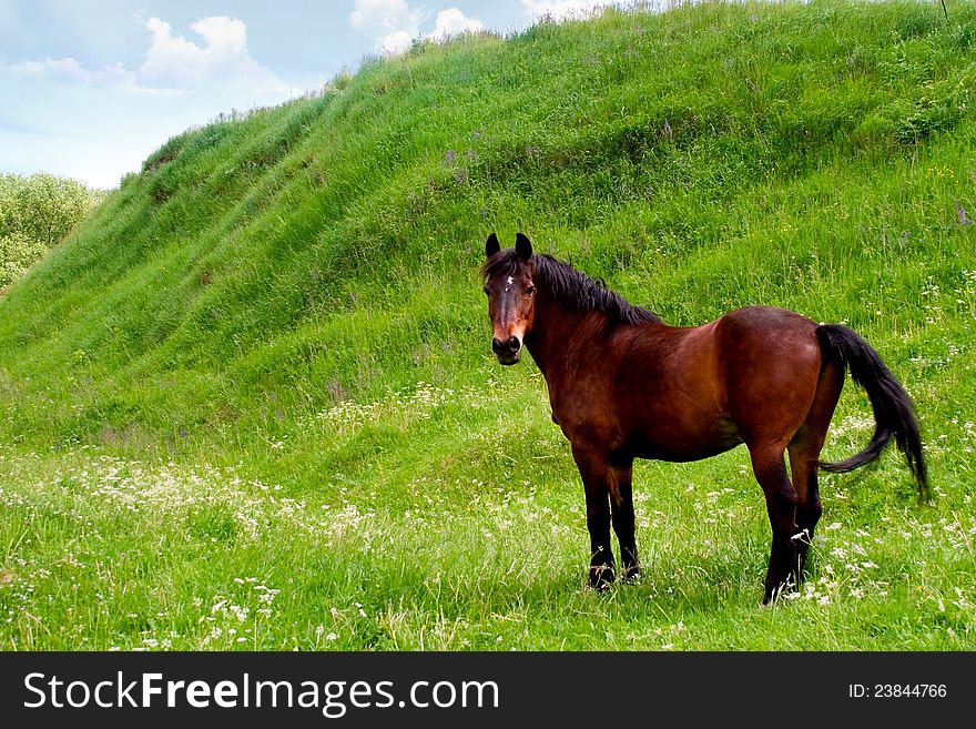 Horse grazing in pasture grass green