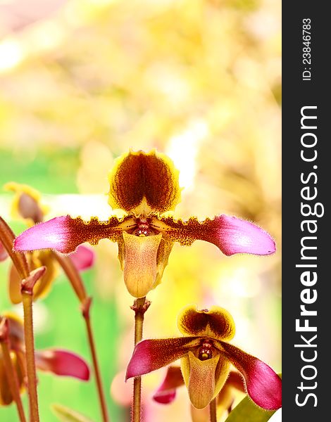 Orchid species name Paphiopedilum tropical in thailand. Orchid species name Paphiopedilum tropical in thailand